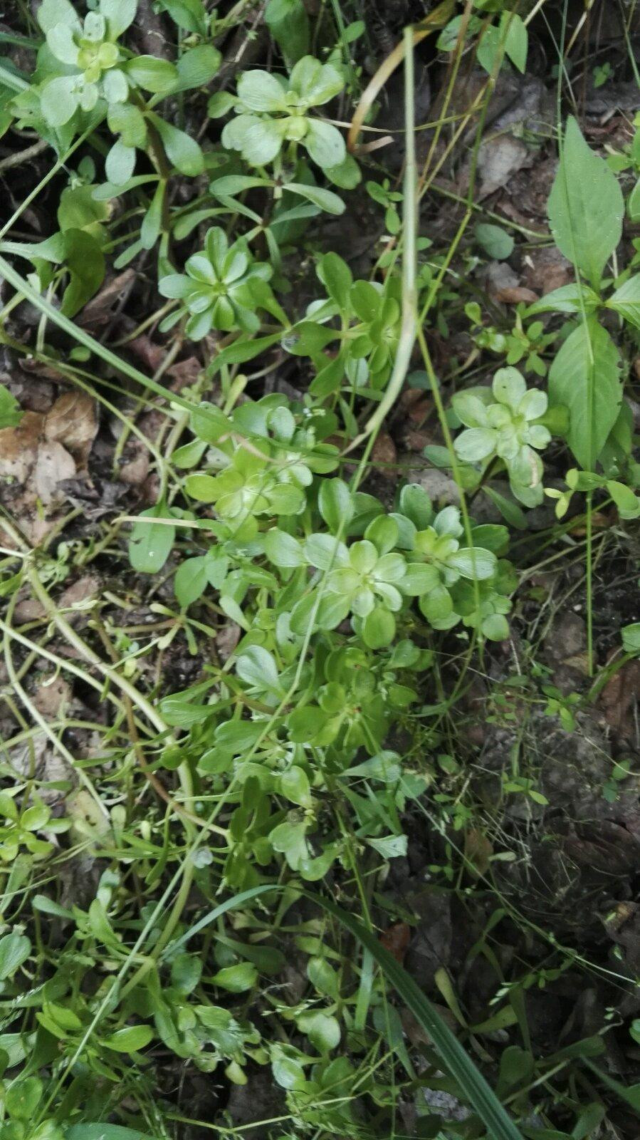 山上有一种树叫"油麻藤",开紫色的花,像一串串紫色的葡萄,非常漂亮.