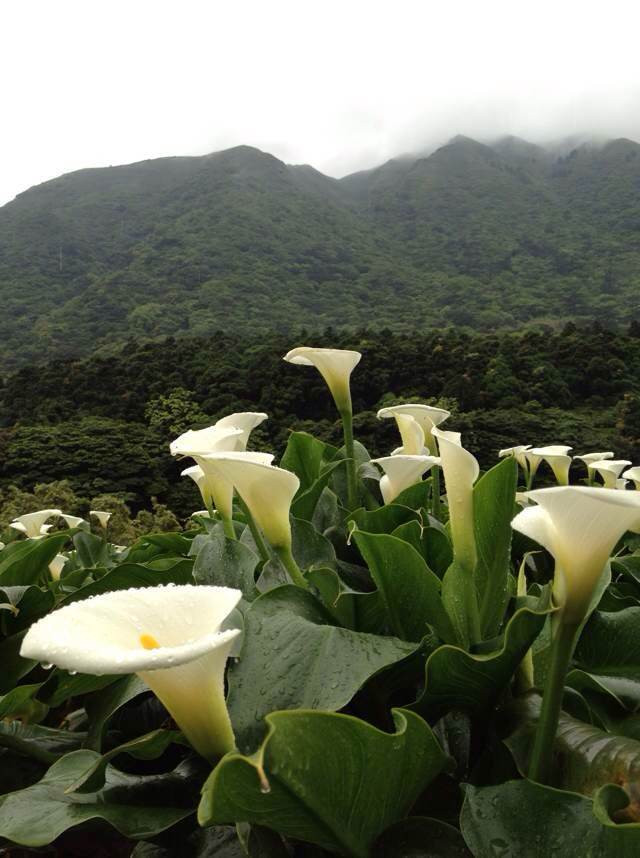                          阳明山