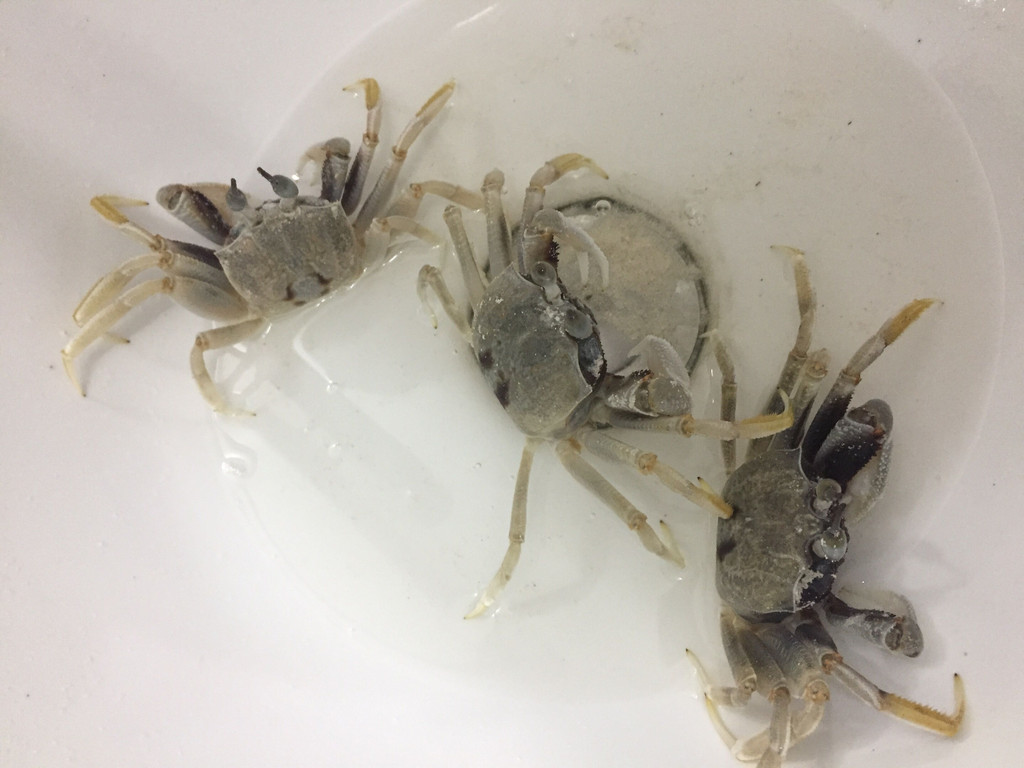 水中荧火虫,落日沙巴