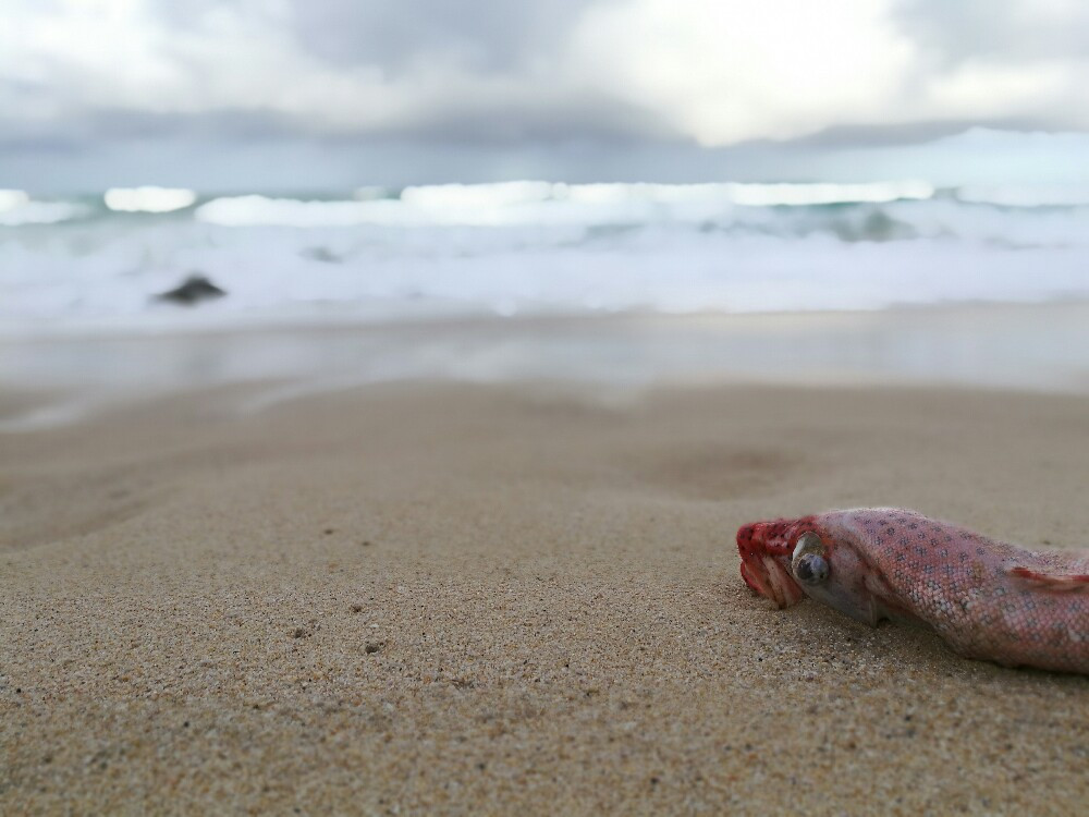 被冲上沙滩的搁浅