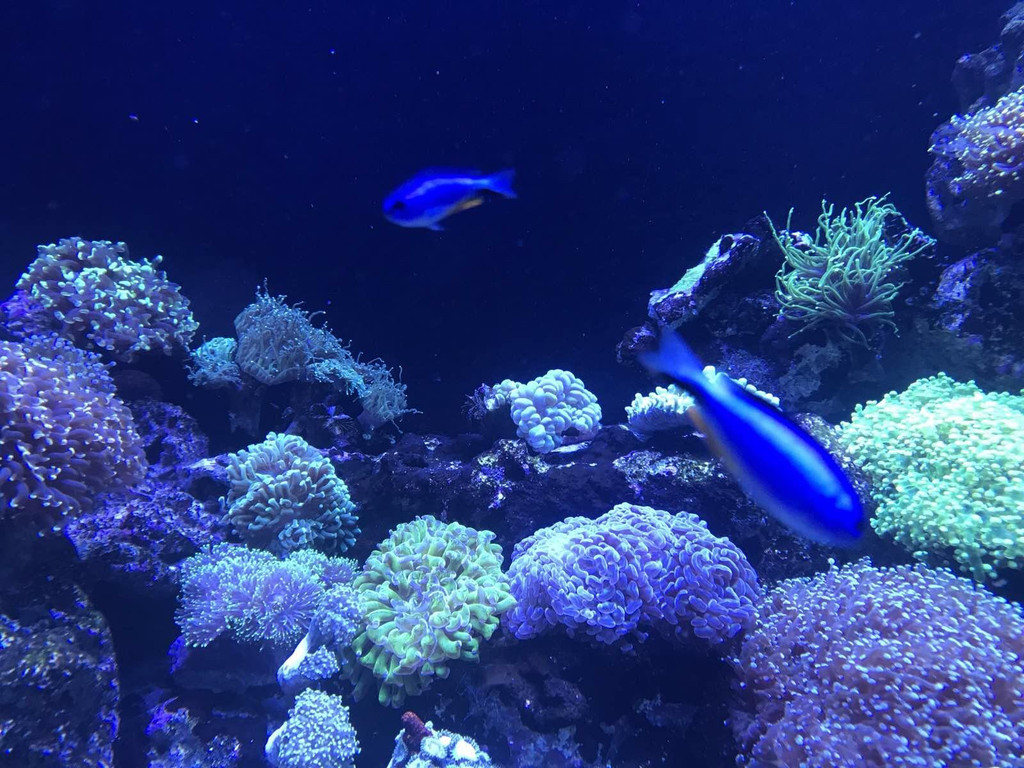 品川爱普生水族馆                          