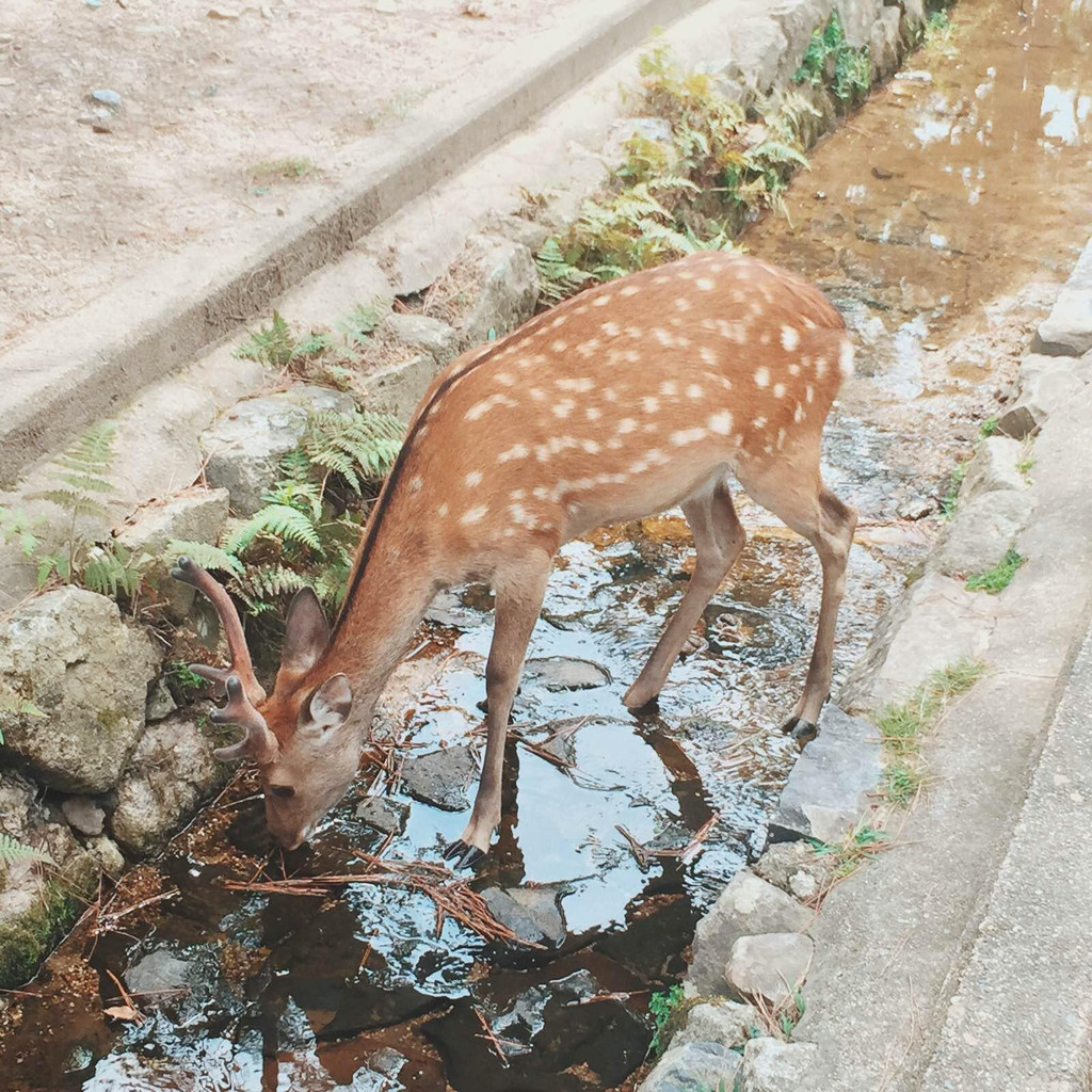 夏日蝉鸣的日本