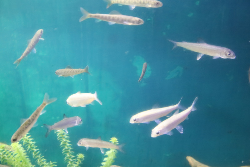 壁纸 动物 海底 海底世界 海洋馆 水族馆 鱼 鱼类 800_533