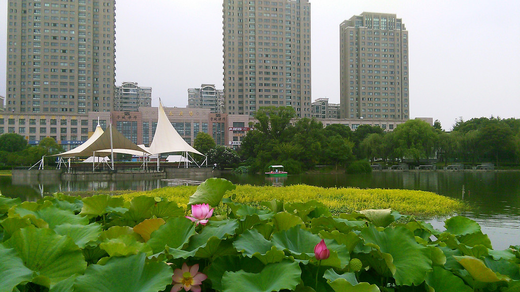 秋荷也爽.2015年8月16曰闲逛在嘉兴秀洲公园