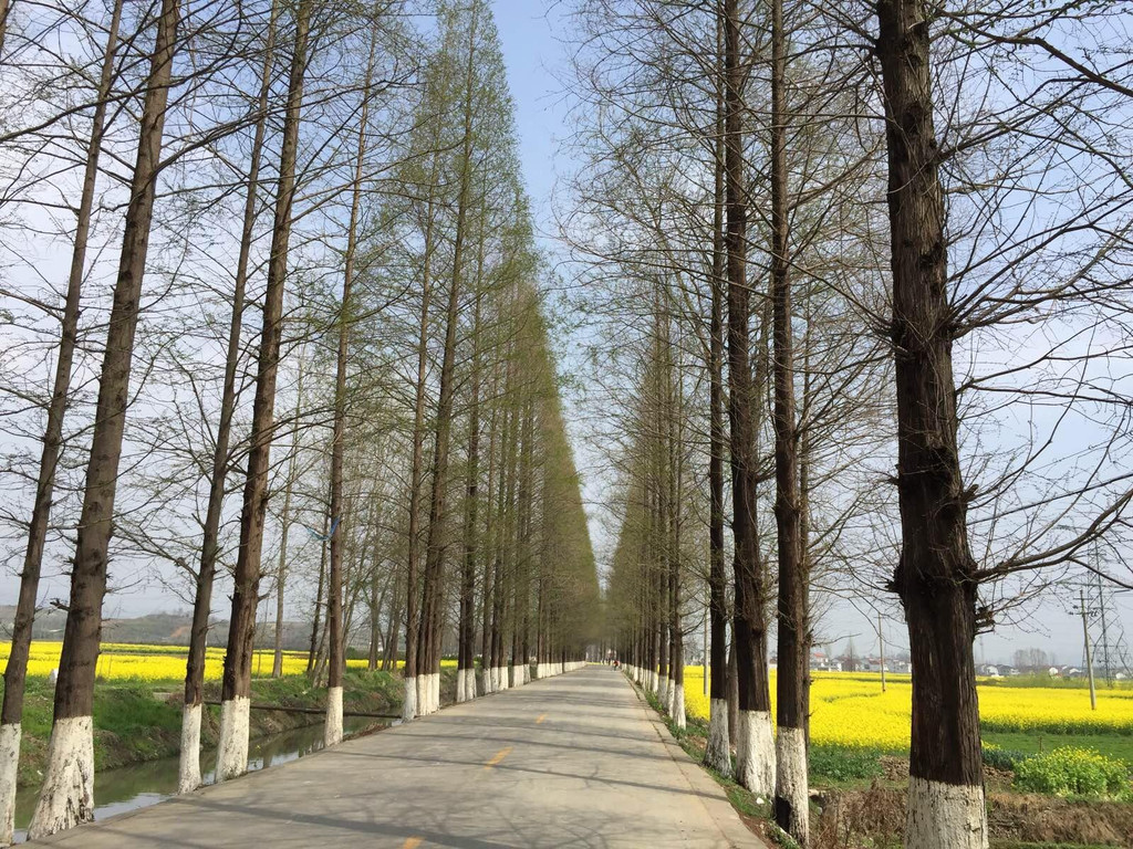 公路两旁笔直的