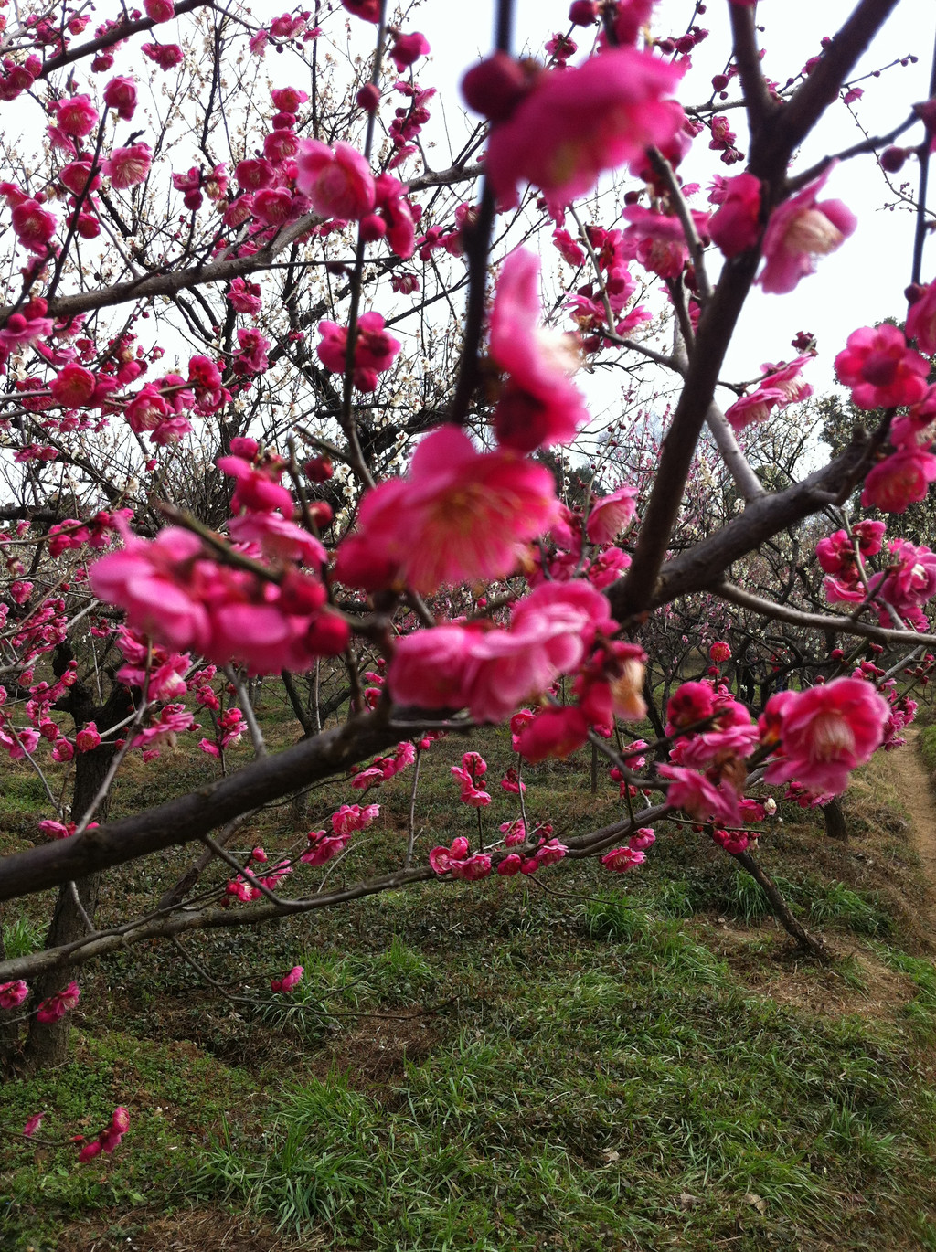 梅花香味最浓时.