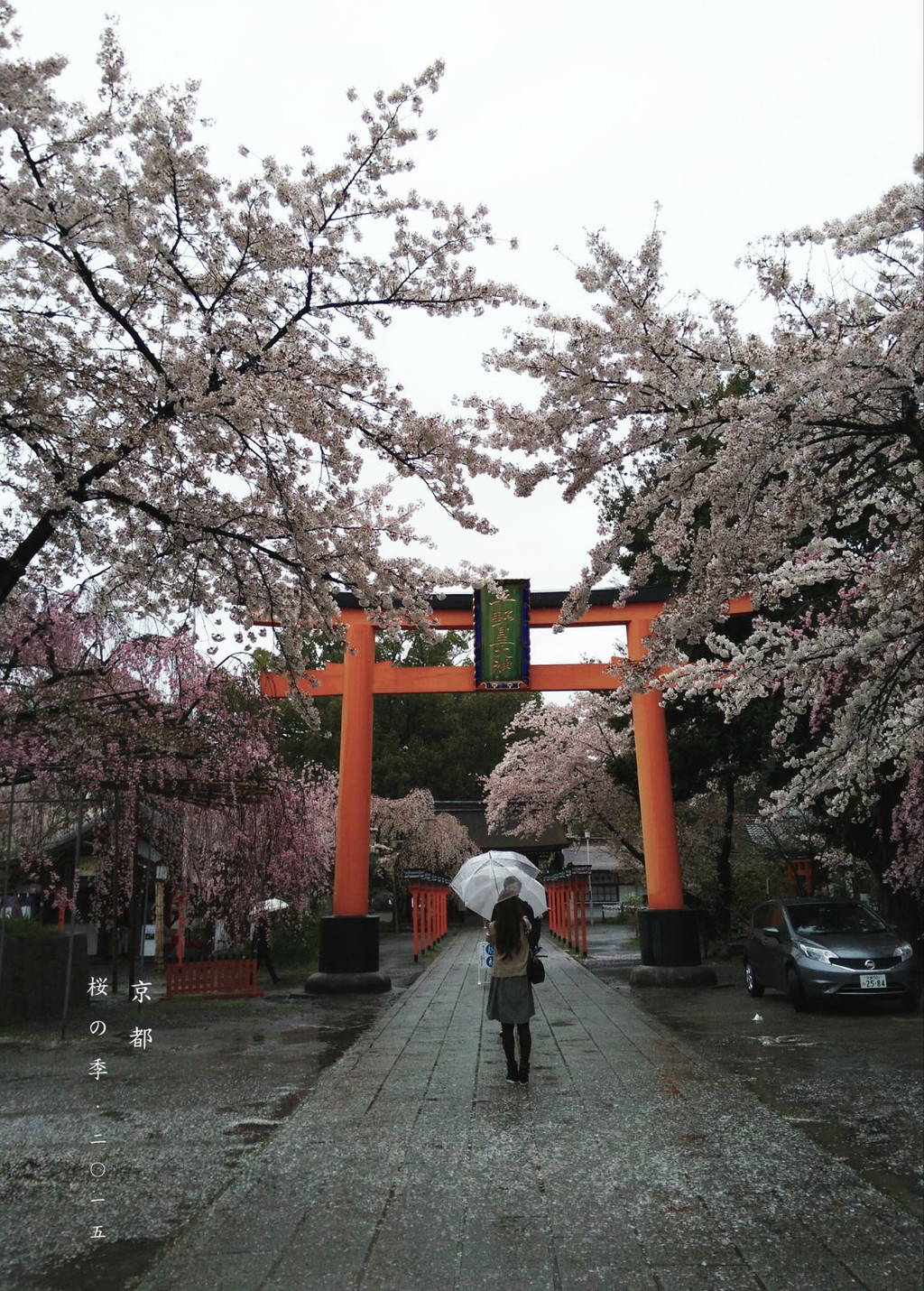              平野神社补上,樱花