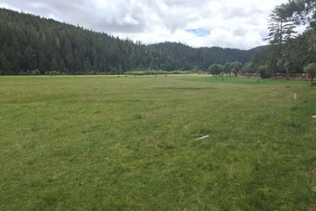 普达措国家公园 海拔高度3700米 随处可见的小