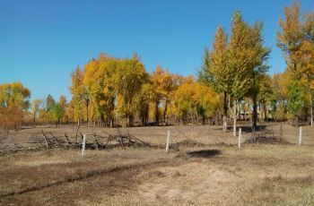 【携程攻略】神木红碱淖交通路线,怎么去红碱