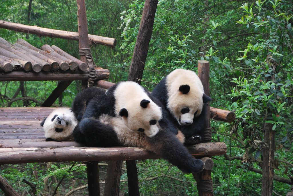 玩耍嬉戏                                 大熊猫善于爬树,也爱